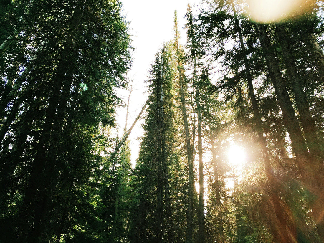 Evergreen Restore
